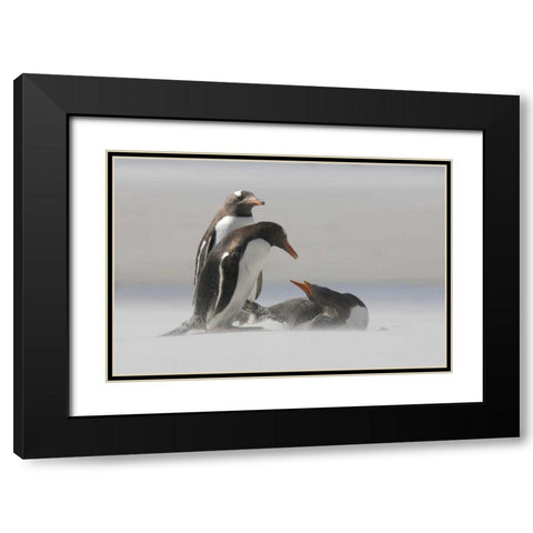 Saunders Island Gentoo penguins in a sand storm Black Modern Wood Framed Art Print with Double Matting by Anon, Josh