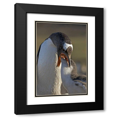 Saunders Island Gentoo penguin feeds its chick Black Modern Wood Framed Art Print with Double Matting by Anon, Josh