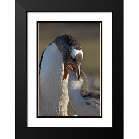 Saunders Island Gentoo penguin feeds its chick Black Modern Wood Framed Art Print with Double Matting by Anon, Josh