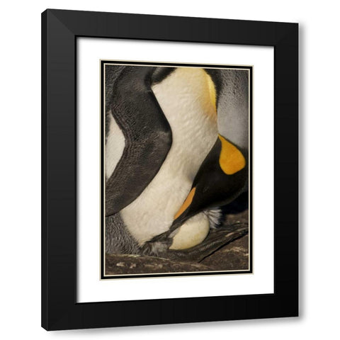 Saunders Island A king penguin with egg Black Modern Wood Framed Art Print with Double Matting by Anon, Josh