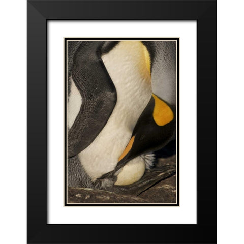 Saunders Island A king penguin with egg Black Modern Wood Framed Art Print with Double Matting by Anon, Josh