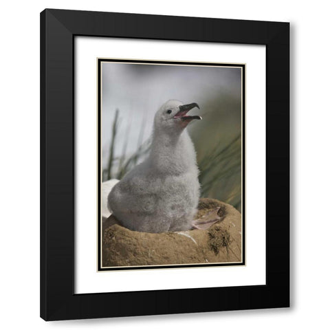 Saunders Island A juvenile albatross calling Black Modern Wood Framed Art Print with Double Matting by Anon, Josh