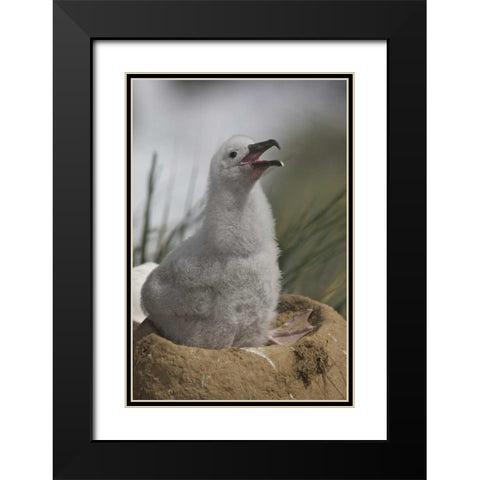 Saunders Island A juvenile albatross calling Black Modern Wood Framed Art Print with Double Matting by Anon, Josh