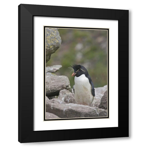 West Point Island Rockhopper penguin in rookery Black Modern Wood Framed Art Print with Double Matting by Anon, Josh