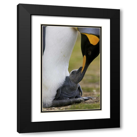 Volunteer Point King penguin nuzzles its baby Black Modern Wood Framed Art Print with Double Matting by Anon, Josh