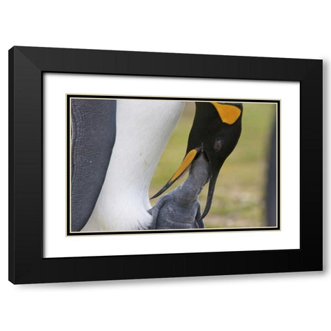 Volunteer Point A king penguin feeds its chick Black Modern Wood Framed Art Print with Double Matting by Anon, Josh