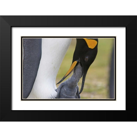 Volunteer Point A king penguin feeds its chick Black Modern Wood Framed Art Print with Double Matting by Anon, Josh