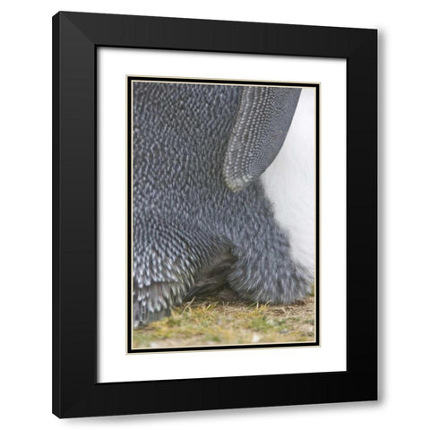 Volunteer Point King penguin chick under parent Black Modern Wood Framed Art Print with Double Matting by Anon, Josh