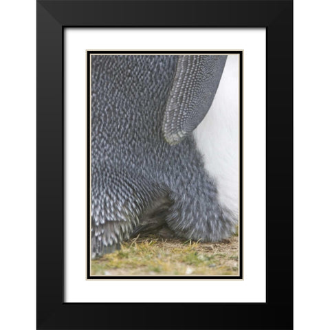 Volunteer Point King penguin chick under parent Black Modern Wood Framed Art Print with Double Matting by Anon, Josh