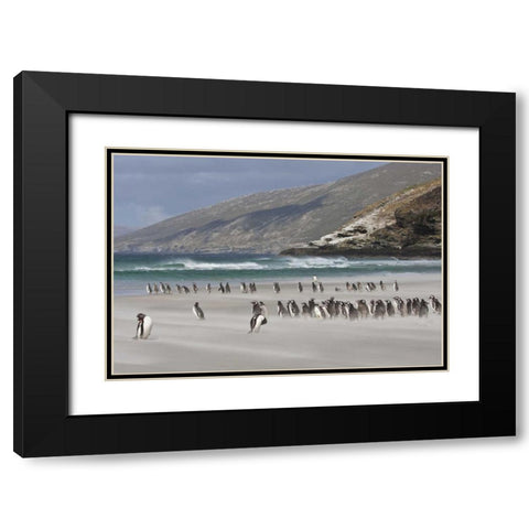 South Atlantic, Saunders Isl Magellanic penguins Black Modern Wood Framed Art Print with Double Matting by Young, Bill