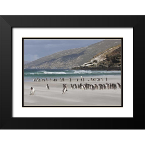 South Atlantic, Saunders Isl Magellanic penguins Black Modern Wood Framed Art Print with Double Matting by Young, Bill