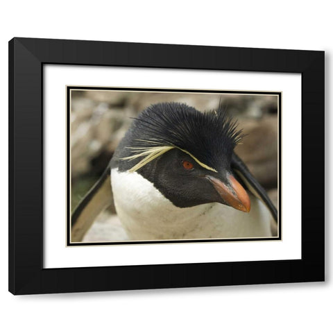 Falkland Islands Portrait of rockhopper penguin Black Modern Wood Framed Art Print with Double Matting by Anon, Ellen