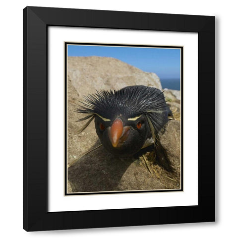 Falkland Islands Close-up of rockhopper penguin Black Modern Wood Framed Art Print with Double Matting by Anon, Ellen