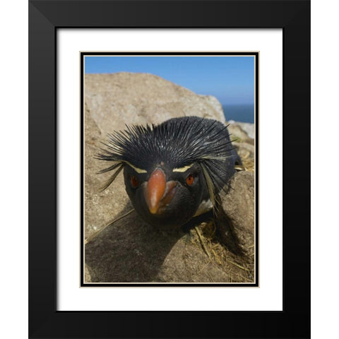 Falkland Islands Close-up of rockhopper penguin Black Modern Wood Framed Art Print with Double Matting by Anon, Ellen