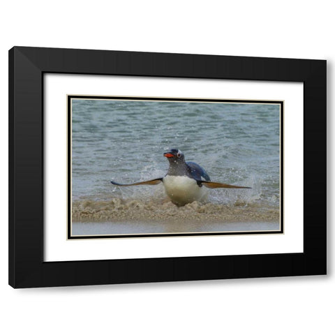 Falkland Islands, Bleaker Island Gentoo penguin Black Modern Wood Framed Art Print with Double Matting by Illg, Cathy and Gordon