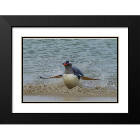Falkland Islands, Bleaker Island Gentoo penguin Black Modern Wood Framed Art Print with Double Matting by Illg, Cathy and Gordon