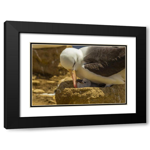 Saunders Island Black-browed albatross and chick Black Modern Wood Framed Art Print with Double Matting by Illg, Cathy and Gordon