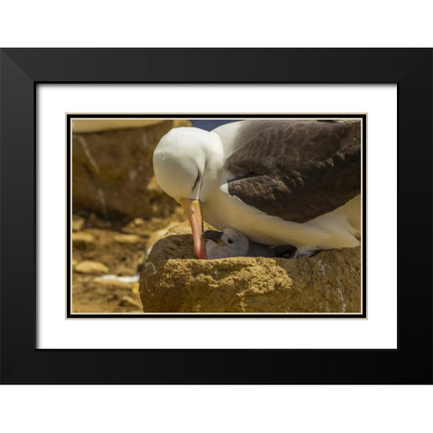 Saunders Island Black-browed albatross and chick Black Modern Wood Framed Art Print with Double Matting by Illg, Cathy and Gordon