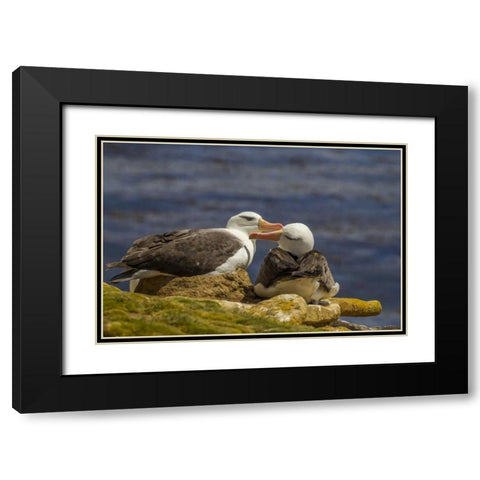 Saunders Island Black-browed albatross preening Black Modern Wood Framed Art Print with Double Matting by Illg, Cathy and Gordon