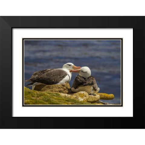 Saunders Island Black-browed albatross preening Black Modern Wood Framed Art Print with Double Matting by Illg, Cathy and Gordon