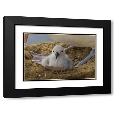Saunders Island Black-browed albatross and chick Black Modern Wood Framed Art Print with Double Matting by Illg, Cathy and Gordon