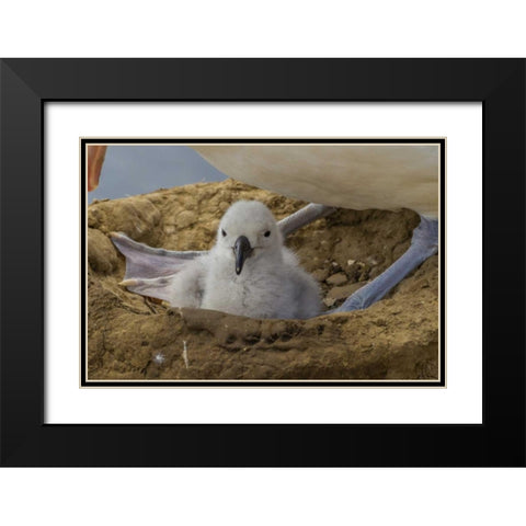 Saunders Island Black-browed albatross and chick Black Modern Wood Framed Art Print with Double Matting by Illg, Cathy and Gordon