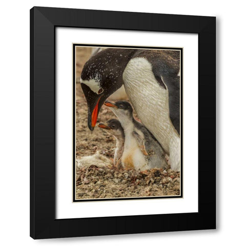 Saunders Island Gentoo penguin adult with chicks Black Modern Wood Framed Art Print with Double Matting by Illg, Cathy and Gordon