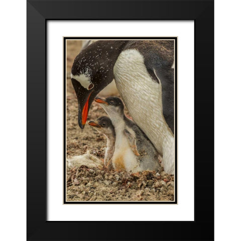 Saunders Island Gentoo penguin adult with chicks Black Modern Wood Framed Art Print with Double Matting by Illg, Cathy and Gordon