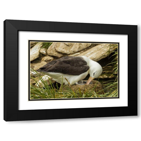 Saunders Island Black-browed albatross and chick Black Modern Wood Framed Art Print with Double Matting by Illg, Cathy and Gordon