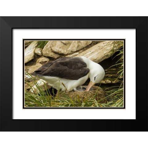 Saunders Island Black-browed albatross and chick Black Modern Wood Framed Art Print with Double Matting by Illg, Cathy and Gordon