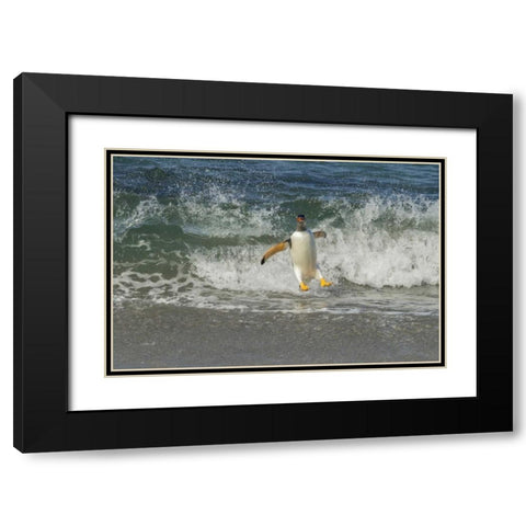 Sea Lion Island Gentoo penguin surfing on shore Black Modern Wood Framed Art Print with Double Matting by Illg, Cathy and Gordon