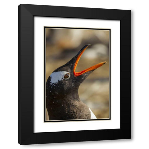 Sea Lion Island Gentoo penguin calling Black Modern Wood Framed Art Print with Double Matting by Illg, Cathy and Gordon