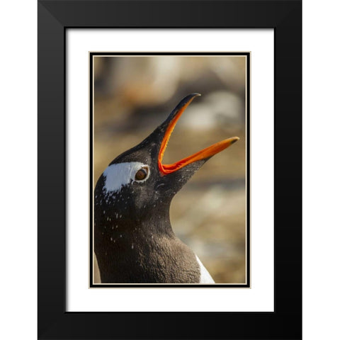 Sea Lion Island Gentoo penguin calling Black Modern Wood Framed Art Print with Double Matting by Illg, Cathy and Gordon