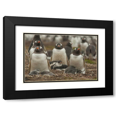 Bleaker Island Group of Gentoo penguins Black Modern Wood Framed Art Print with Double Matting by Illg, Cathy and Gordon