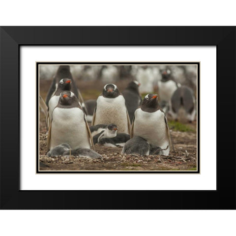 Bleaker Island Group of Gentoo penguins Black Modern Wood Framed Art Print with Double Matting by Illg, Cathy and Gordon