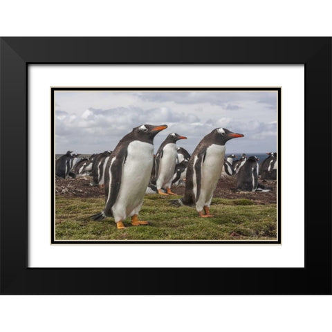 Falkland Islands, Bleaker Island Gentoo penguins Black Modern Wood Framed Art Print with Double Matting by Illg, Cathy and Gordon