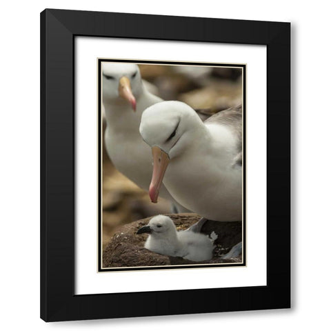 Saunders Island Black-browed albatross and chick Black Modern Wood Framed Art Print with Double Matting by Illg, Cathy and Gordon
