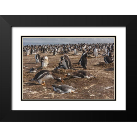 Sea Lion Island Gentoo penguin colony Black Modern Wood Framed Art Print with Double Matting by Illg, Cathy and Gordon