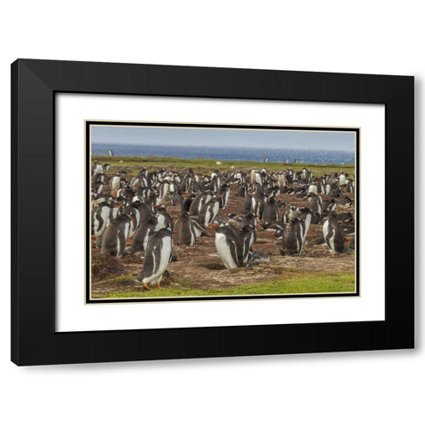 Falkland Islands, Bleaker Island Gentoo penguins Black Modern Wood Framed Art Print with Double Matting by Illg, Cathy and Gordon