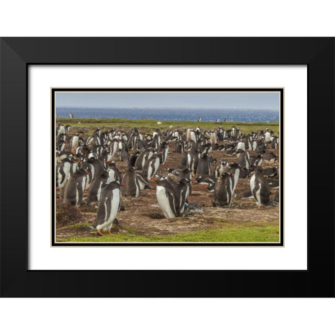 Falkland Islands, Bleaker Island Gentoo penguins Black Modern Wood Framed Art Print with Double Matting by Illg, Cathy and Gordon