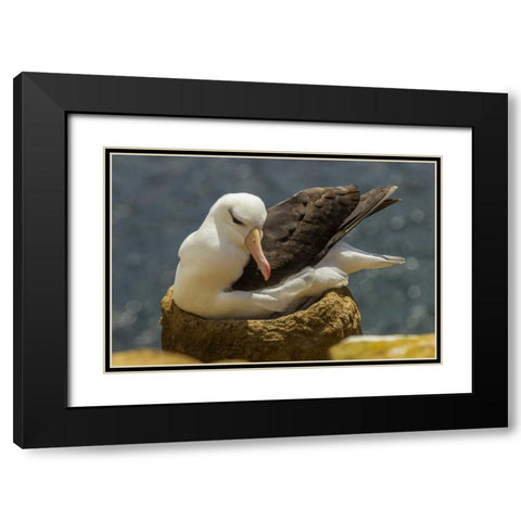 Saunders Island Black-browed albatross on nest Black Modern Wood Framed Art Print with Double Matting by Illg, Cathy and Gordon