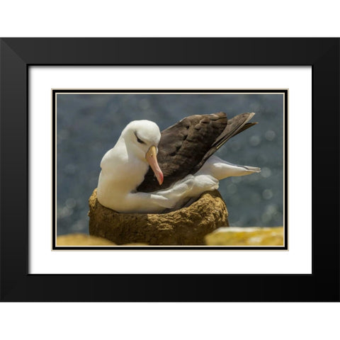 Saunders Island Black-browed albatross on nest Black Modern Wood Framed Art Print with Double Matting by Illg, Cathy and Gordon