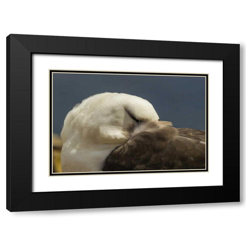 Saunders Island Black-browed albatross resting Black Modern Wood Framed Art Print with Double Matting by Illg, Cathy and Gordon