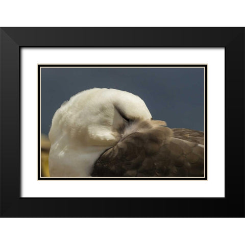 Saunders Island Black-browed albatross resting Black Modern Wood Framed Art Print with Double Matting by Illg, Cathy and Gordon