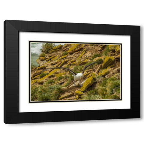 Saunders Island Black-browed albatross Black Modern Wood Framed Art Print with Double Matting by Illg, Cathy and Gordon