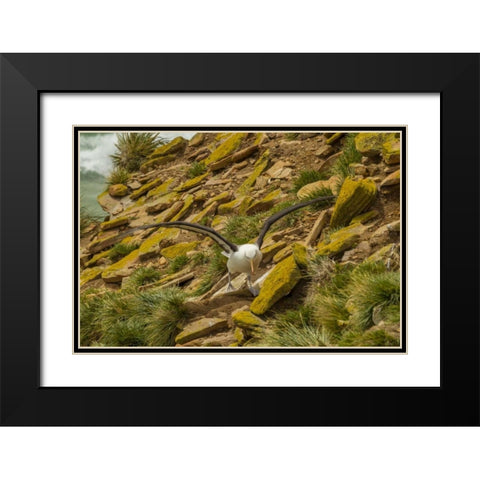 Saunders Island Black-browed albatross Black Modern Wood Framed Art Print with Double Matting by Illg, Cathy and Gordon