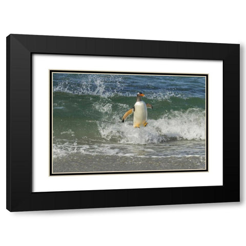 Sea Lion Island Gentoo penguin surfing on shore Black Modern Wood Framed Art Print with Double Matting by Illg, Cathy and Gordon
