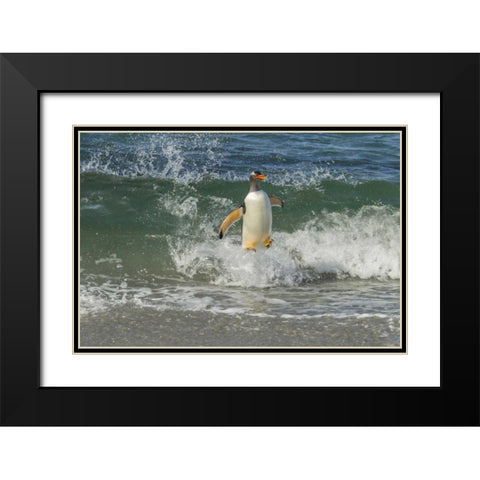 Sea Lion Island Gentoo penguin surfing on shore Black Modern Wood Framed Art Print with Double Matting by Illg, Cathy and Gordon