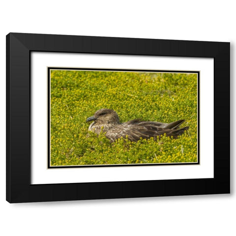 Sea Lion Island Falkland skua on nest Black Modern Wood Framed Art Print with Double Matting by Illg, Cathy and Gordon