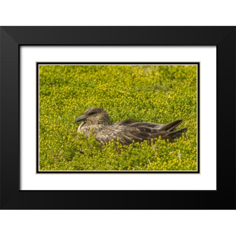 Sea Lion Island Falkland skua on nest Black Modern Wood Framed Art Print with Double Matting by Illg, Cathy and Gordon
